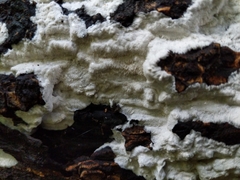 Steccherinaceae