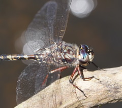 Austroaeschna subapicalis