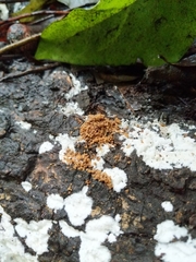 Steccherinaceae