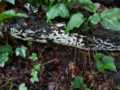 Steccherinaceae