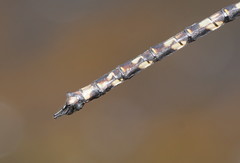 Austroaeschna subapicalis