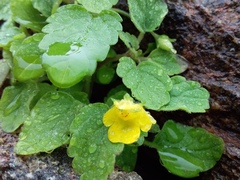 Hemimeris gracilis
