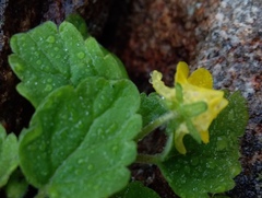 Hemimeris gracilis