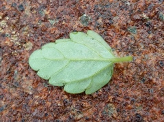 Hemimeris gracilis