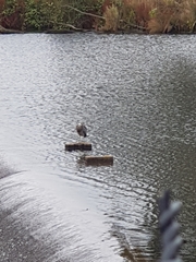 Egretta novaehollandiae