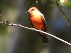 Pyrocephalus rubinus