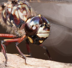 Austroaeschna subapicalis