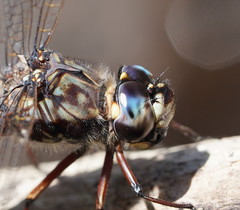 Austroaeschna subapicalis
