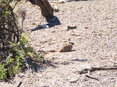 Microcavia australis
