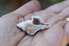 Pterochelus triformis