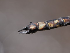 Austroaeschna subapicalis