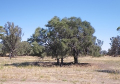 Casuarina obesa