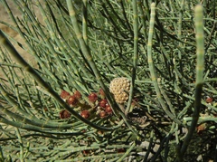 Casuarina obesa