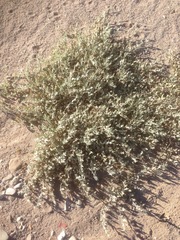 Calystegia malacophylla
