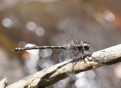 Austroaeschna subapicalis
