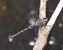 Austroaeschna subapicalis