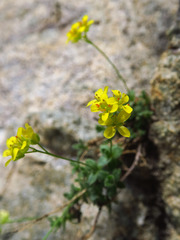 Draba pedicellata