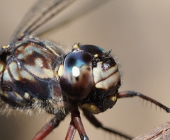 Austroaeschna subapicalis