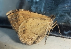 Hydriomena deltoidata