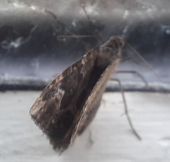 Hydriomena deltoidata