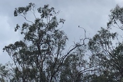 Eurystomus orientalis