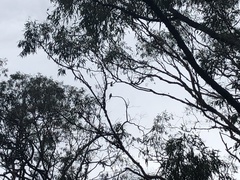 Eurystomus orientalis