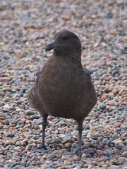 Stercorarius antarcticus