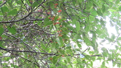Smilax subpubescens
