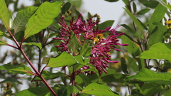 Fuchsia paniculata