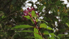 Fuchsia paniculata