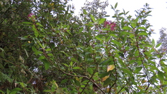 Fuchsia paniculata