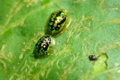 Cassida circumdata
