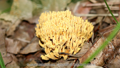 Ramaria obtusissima