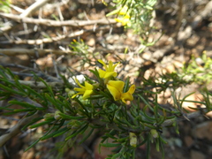 Aspalathus spinosa spinosa