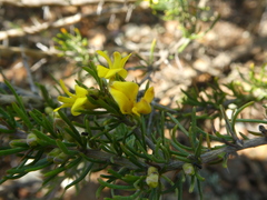 Aspalathus spinosa spinosa