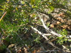 Aspalathus spinosa spinosa