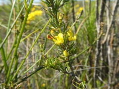 Aspalathus spinosa spinosa
