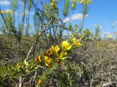 Aspalathus spinosa spinosa