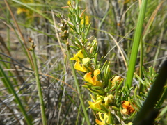 Aspalathus spinosa spinosa
