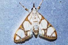 Cirrhochrista kosemponialis