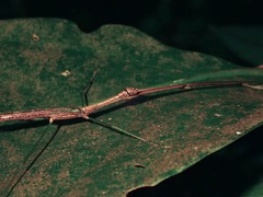 Ovacephala parisae