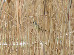 Emberiza personata