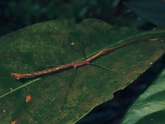 Ovacephala parisae