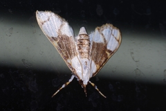 Cirrhochrista kosemponialis