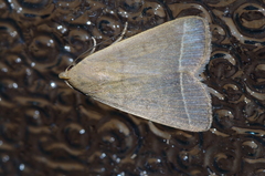 Simplicia cornicalis