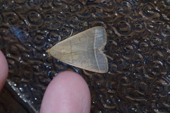 Simplicia cornicalis