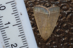 Simplicia cornicalis