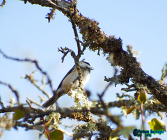 Caspian Tit photo 4