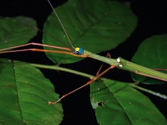 Marmessoidea rosea