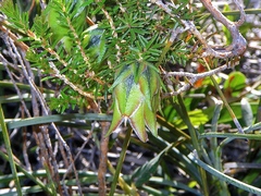 Darwinia helichrysoides